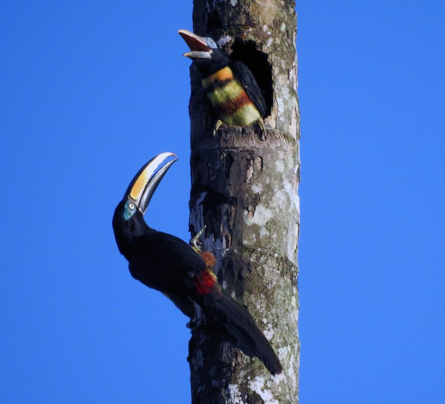 amazon tucan | Ecuador