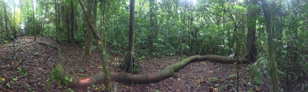 Amazonian vine