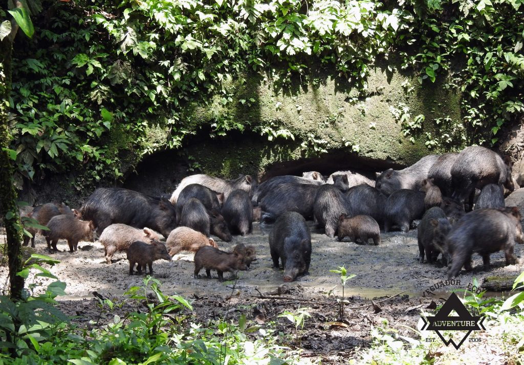 Comparing access, cost and wildlife experience for Cuyabeno and Yasuni Amazon Tours 2 Animals in the Yasuni Amazon